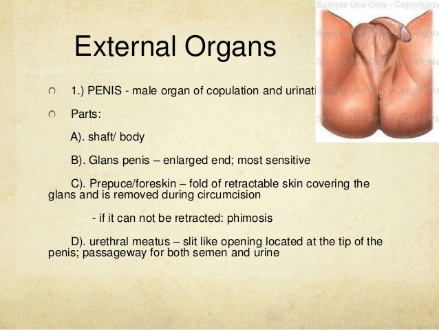 most sensitive spot on the penis Sexy hump day